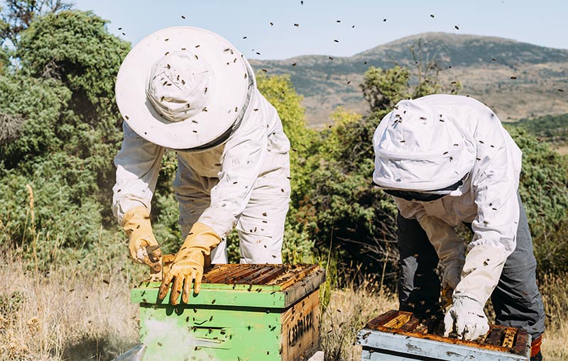 Beekeeper: How To Find Your Perfect Queen Bee