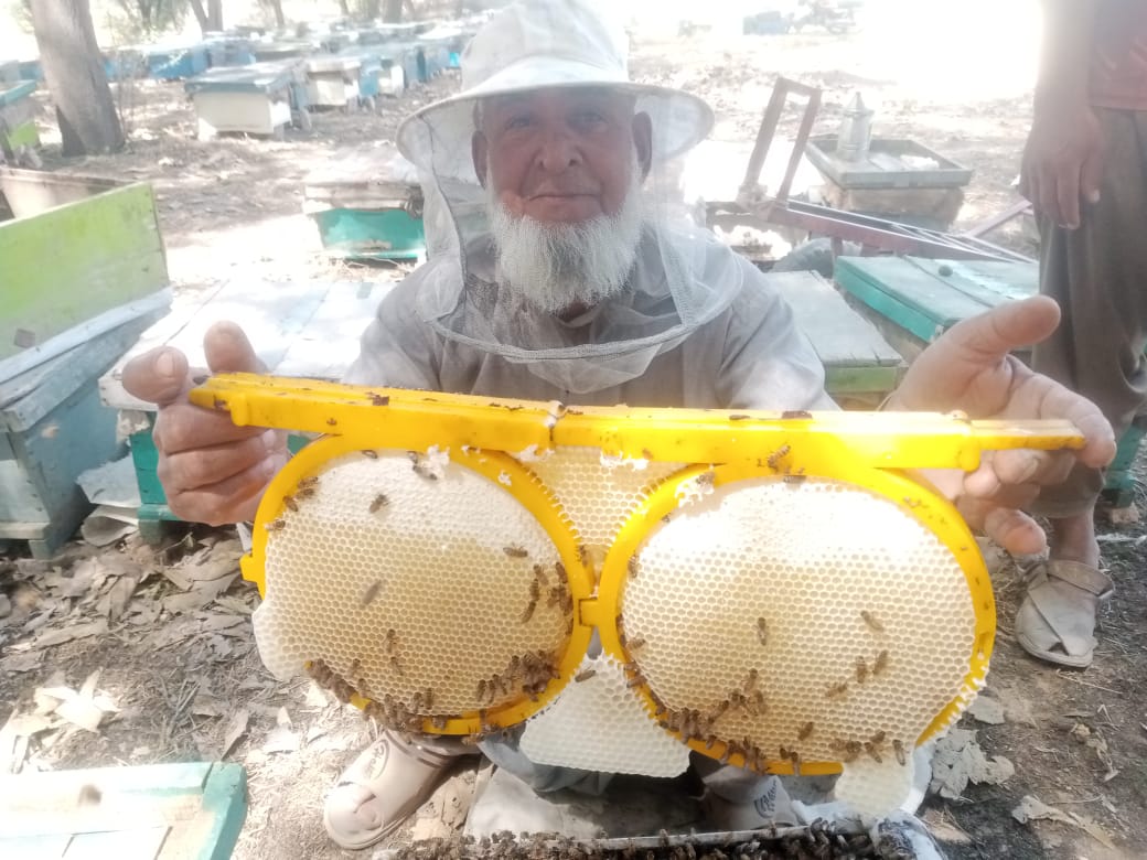 Queenspotting:  Your Perfect Queen Bee